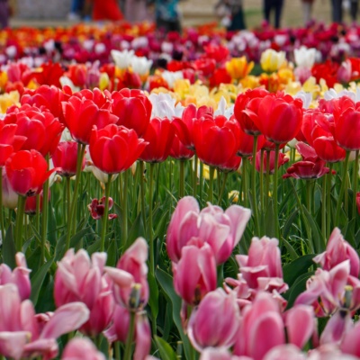 Pexels shoeb suryani 3695240 31825903