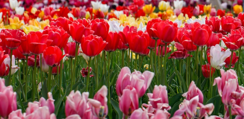 Pexels shoeb suryani 3695240 31825903