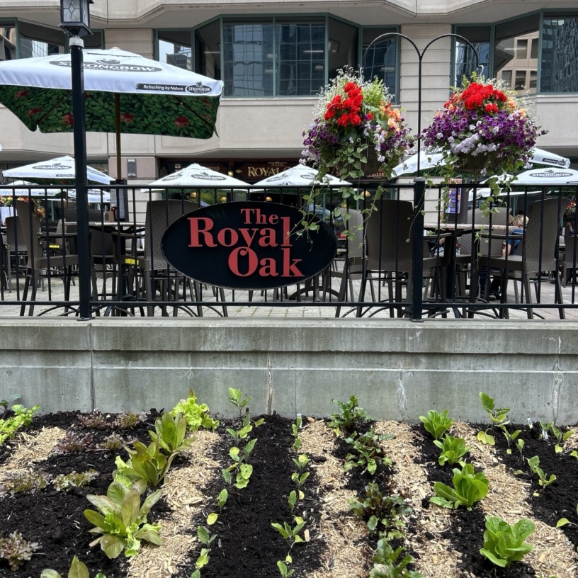 Royaloakpatio